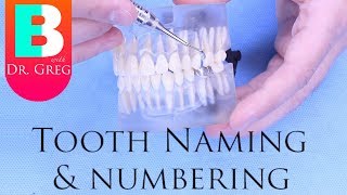 [BRACES EXPLAINED] Tooth Numbers & Names